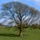 Trees >> Add New Tree